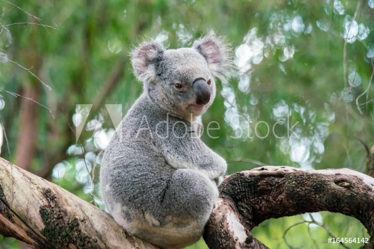 Afbeeldingen van Koala relaxing in a tree in Perth